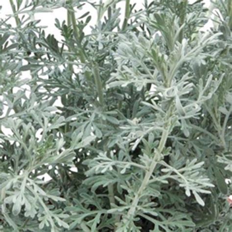 artemisia hybrid for sale.